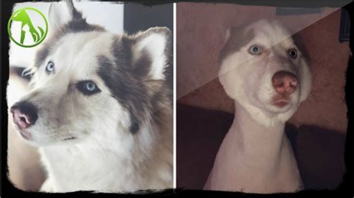 Adorable Husky Gets Very Unfortunate Haircut, Goes Viral