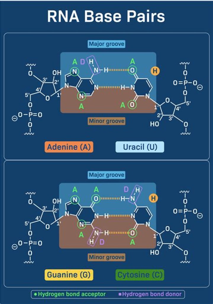 Are adenine and uracil complementary bases?