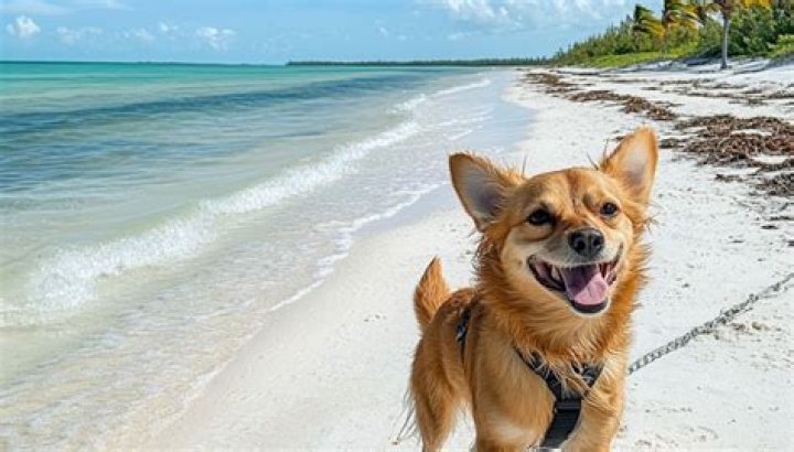 Are dogs allowed on woonona Beach?