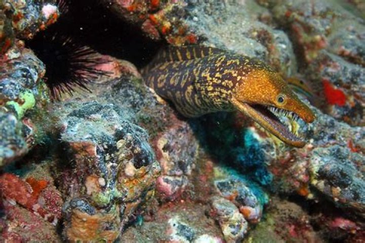 Are eels poisonous to eat?