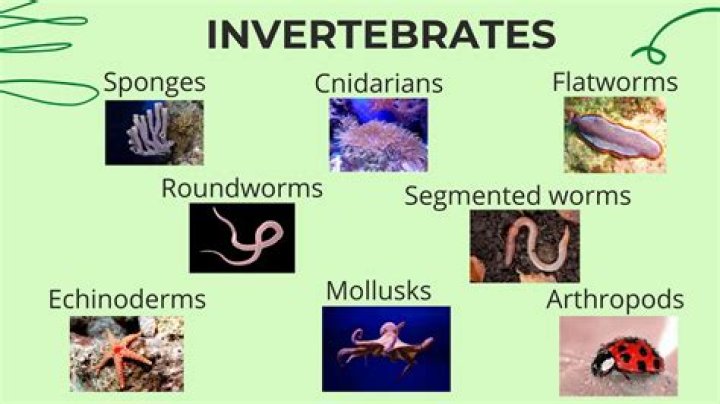 Are flatworms invertebrates or vertebrates?
