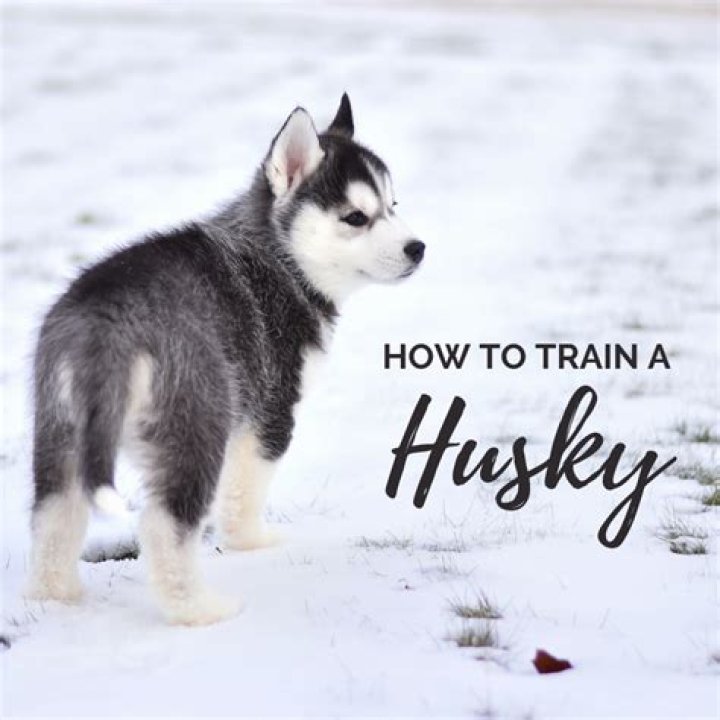 Are Huskies really that hard to train?