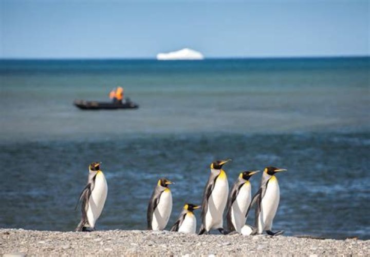 Are king penguins and emperor penguins the same?