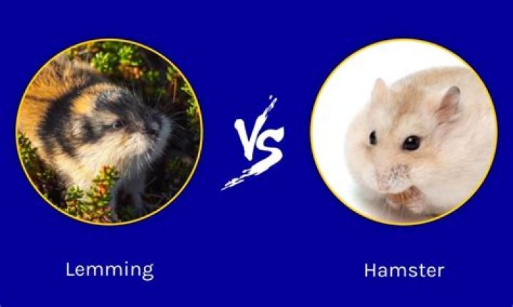 Are lemmings like hamsters?