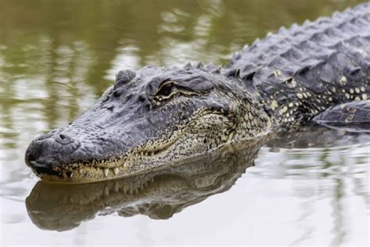Are there alligators in the Lumber River?
