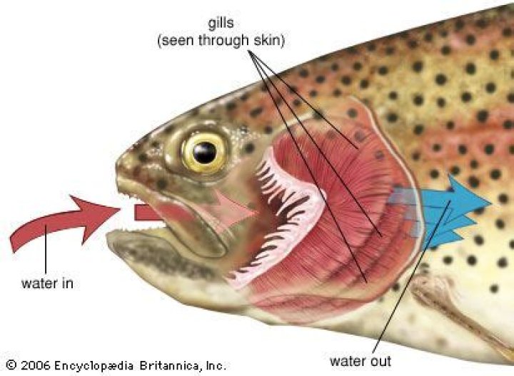 Are there gills for breathing underwater?