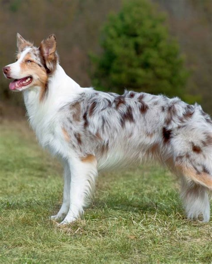 Are tri colored Border Collies rare?