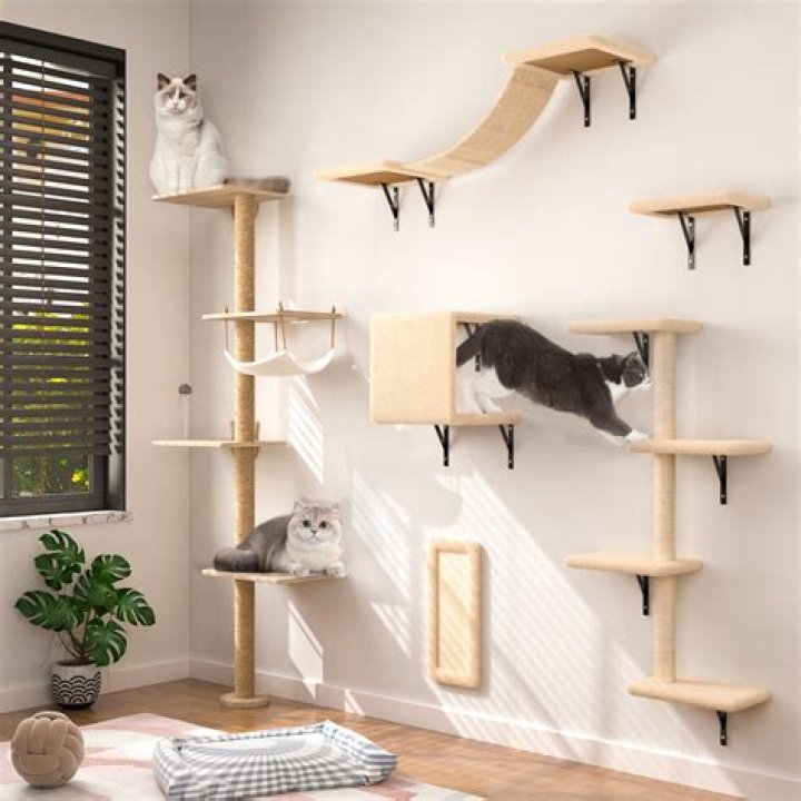 Can cats climb shelves?