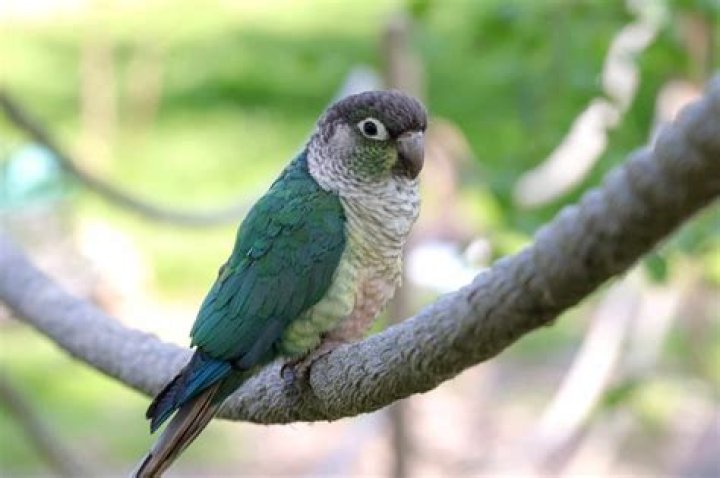 Can green cheek conures see color?
