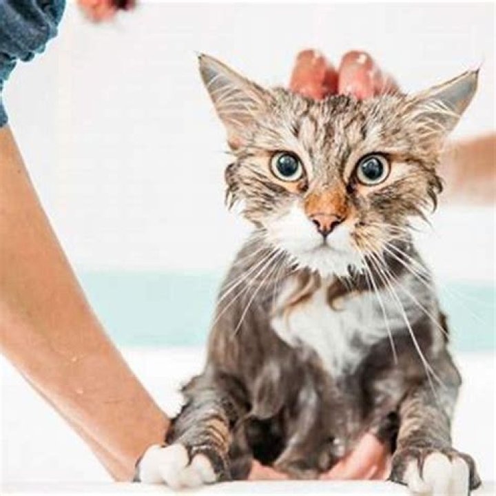 Can I bathe my cat once a week?