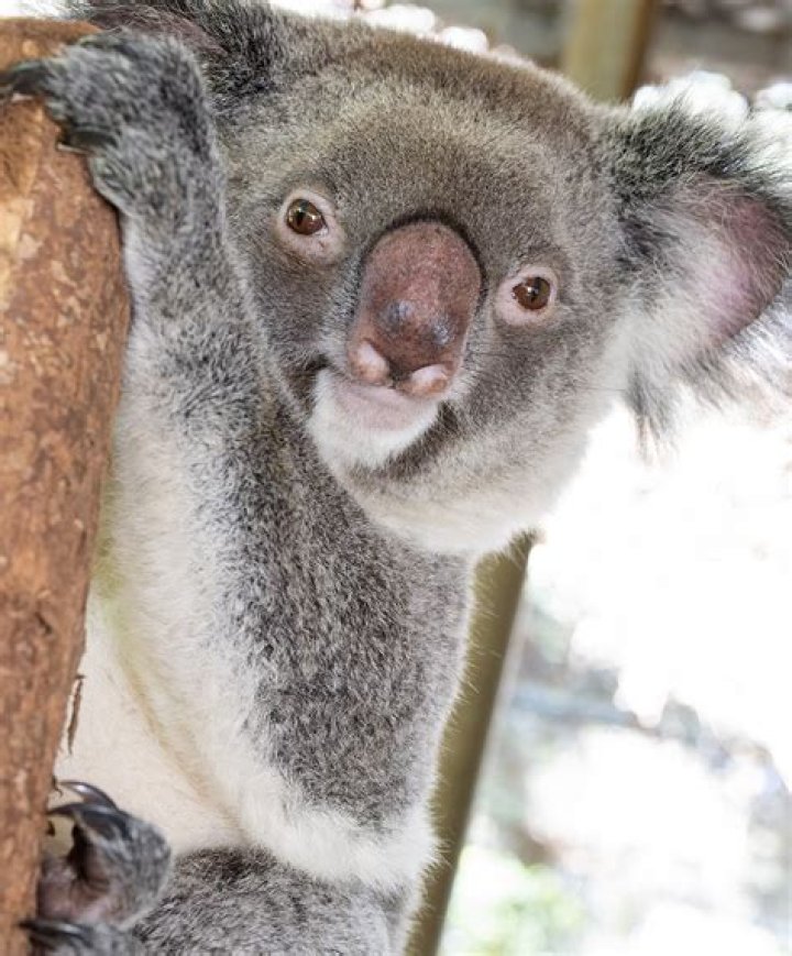 Can Koalas live in Arizona?