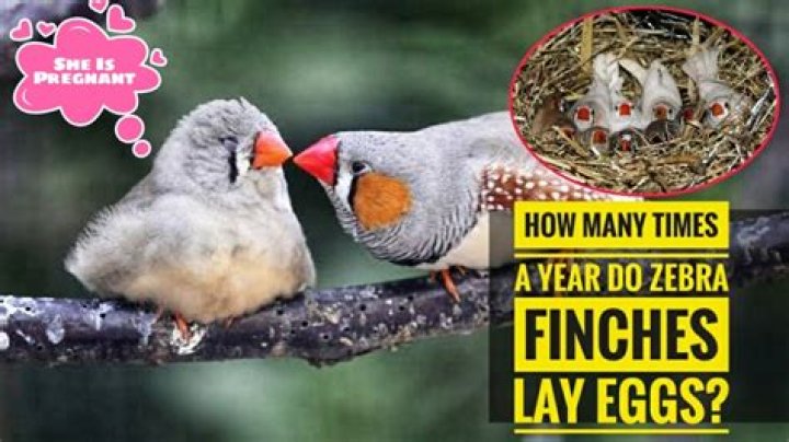 Can you touch zebra finch eggs?