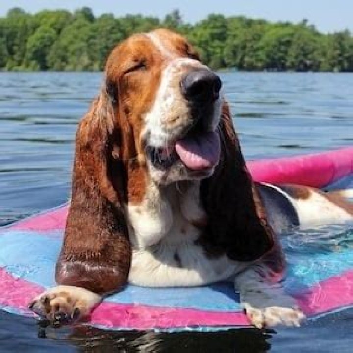 Dean The Basset - Bio, Age, Wiki, Facts and Family