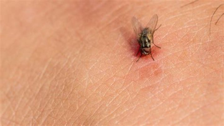 Do horse flies bite or sting?