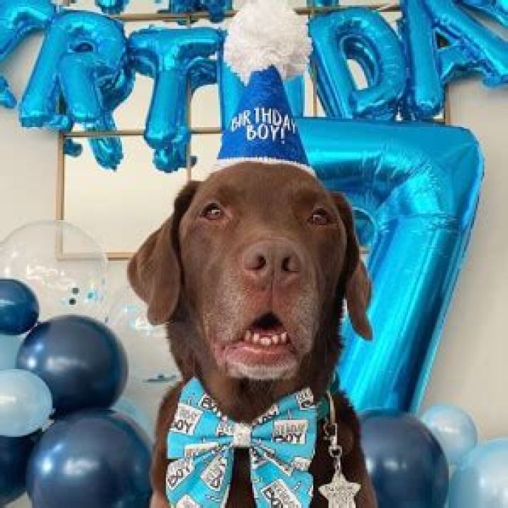 Good Boy Ollie: Dog Detailed Bio, Age, Birthday, & Height Insights and more