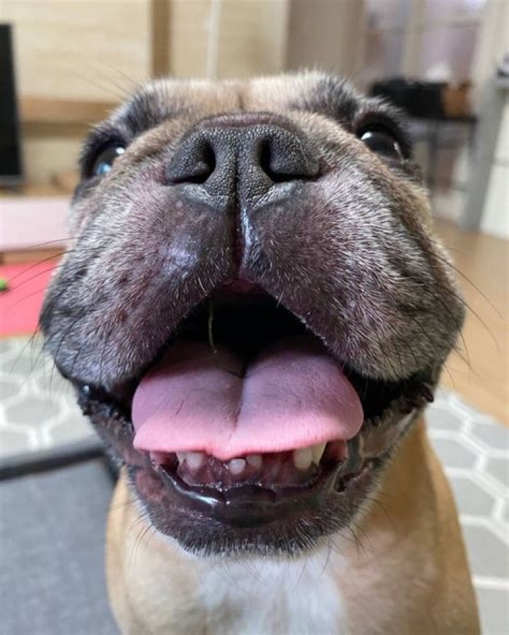 Griffin Frenchie - Biography, Age, Wiki, Facts and Family