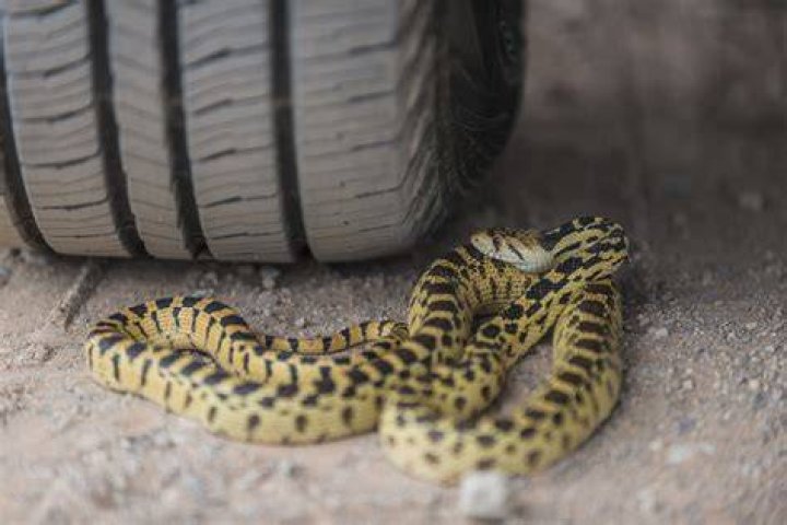 Growing This in Your Yard Is Inviting Snakes to Your Home — Best Life