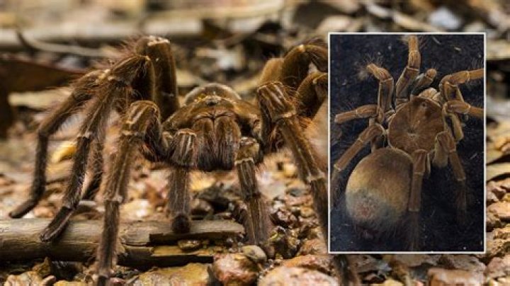 How big is the biggest spider in the world?