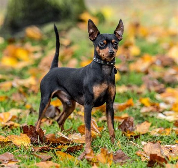 How can I get a Miniature Pinscher?