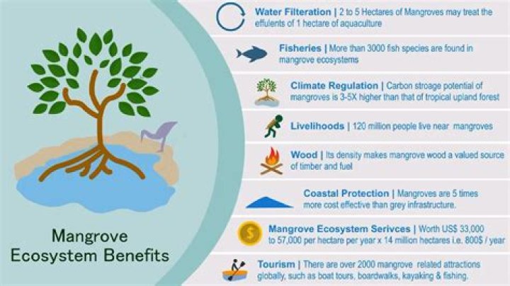 How do mangroves adapt to their environment?