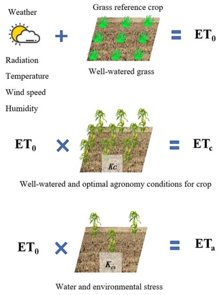 How do you calculate crop evapotranspiration?