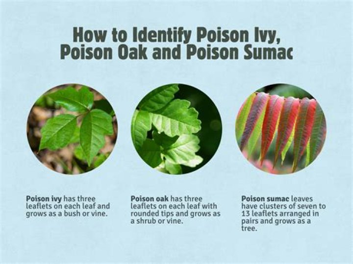 How do you identify poison ivy roots?