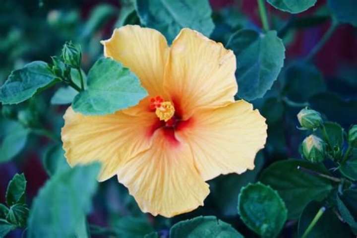 How do you keep hibiscus buds from falling off?