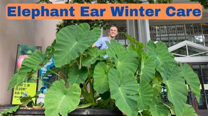 How do you overwinter potted elephant ears?
