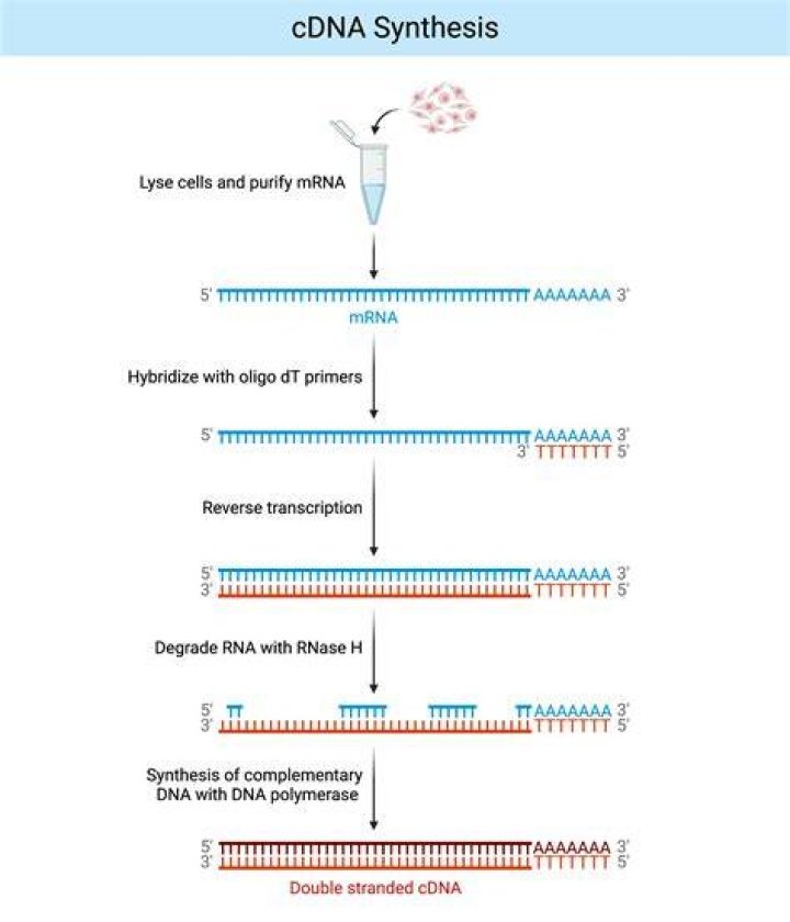 How does the synthesis of DNA and RNA differ?