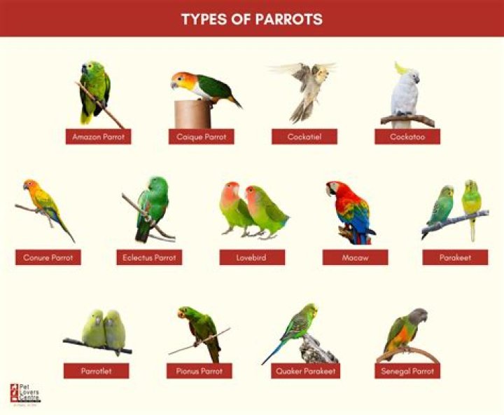 How far is Parrot Cay from airport?