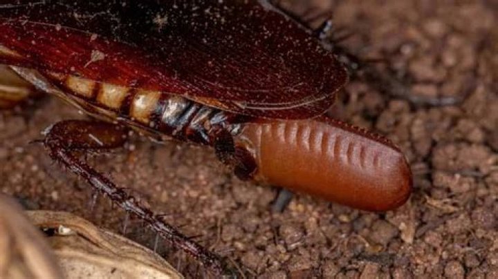 How long do Australian cockroaches live for?