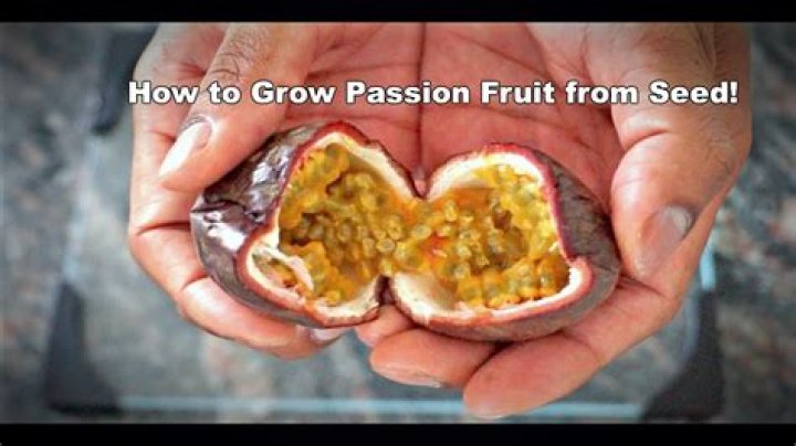 How long does it take to grow passion flower from seed?