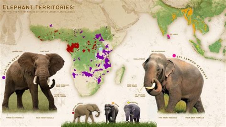 How many African elephants are left in the world 2020?