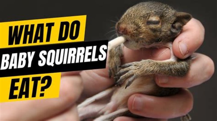 How much do you feed a baby squirrel?