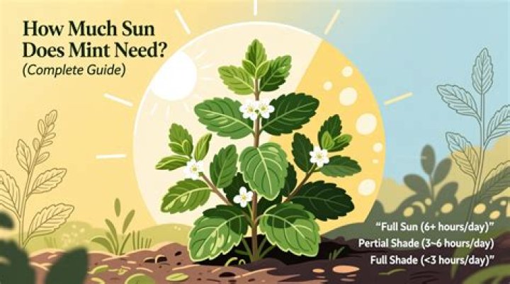 How much sun does a dwarf nandina need?