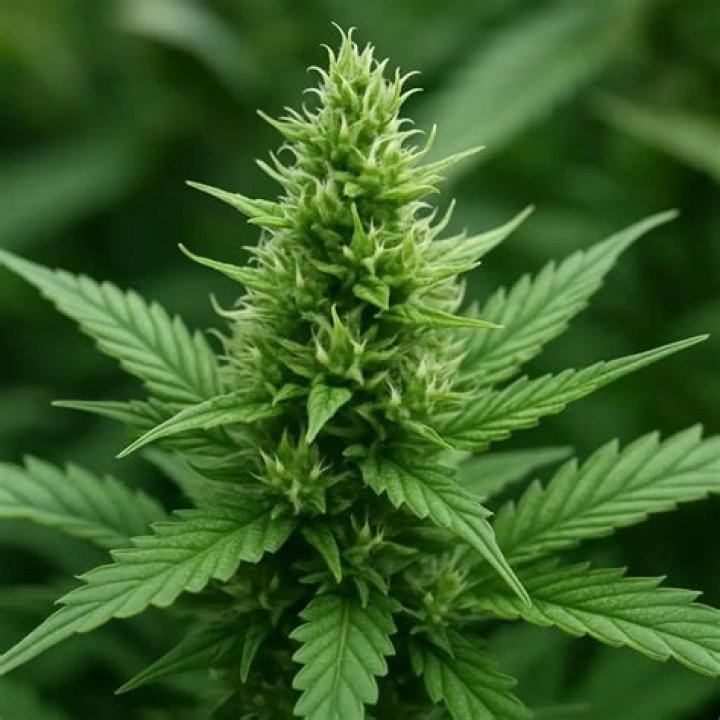 How much UV light does a marijuana plant need?