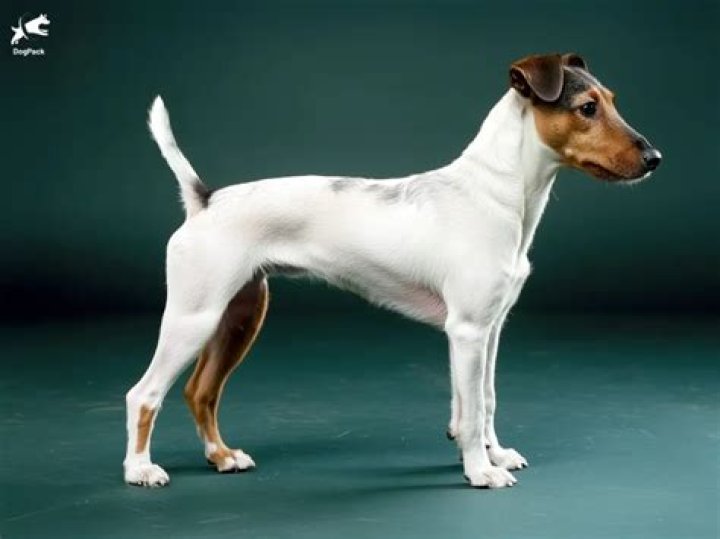 How often should I bathe my smooth fox terrier?