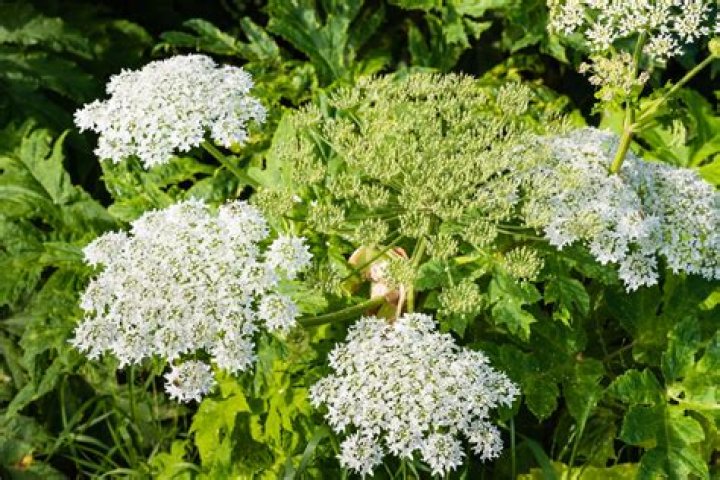 If You See This Flower in Your Yard, Call Local Officials Immediately