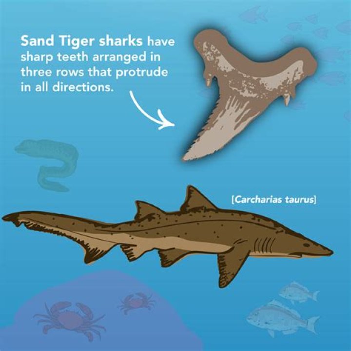 Is a sand tiger shark protected?