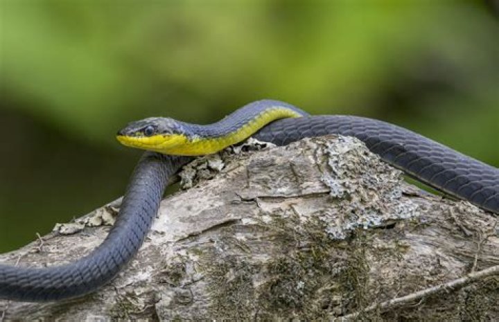 Is a yellow belly snake poisonous?