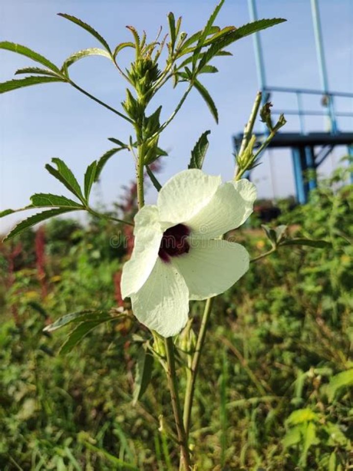 Is abelmoschus Manihot edible?