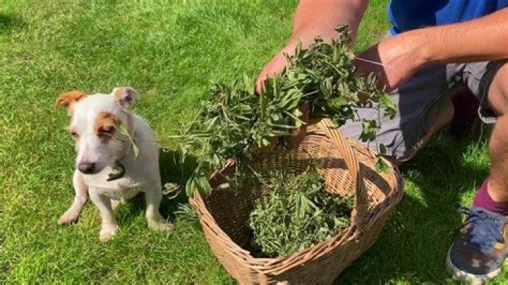 Is Galium odoratum invasive?