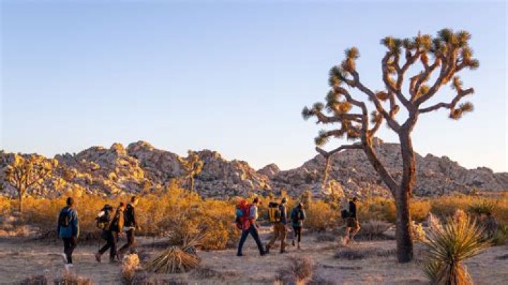 Is Joshua Tree National Park worth the trip?
