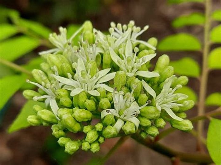 Is Melanthiaceae related to Meliaceae?