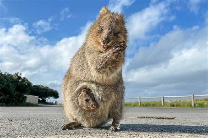 What animal is Maguma?