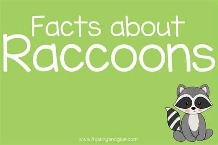 What are 3 cool facts about raccoons?