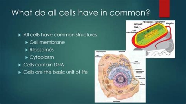 What are 5 things all cells have in common?