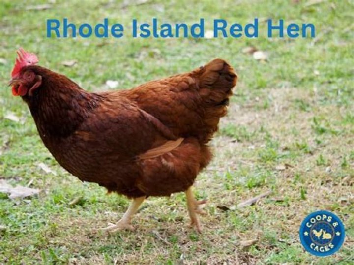 What are Island Reds?