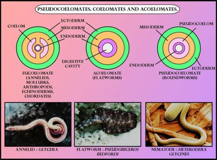 What are pseudocoelomates and acoelomates animals give examples?