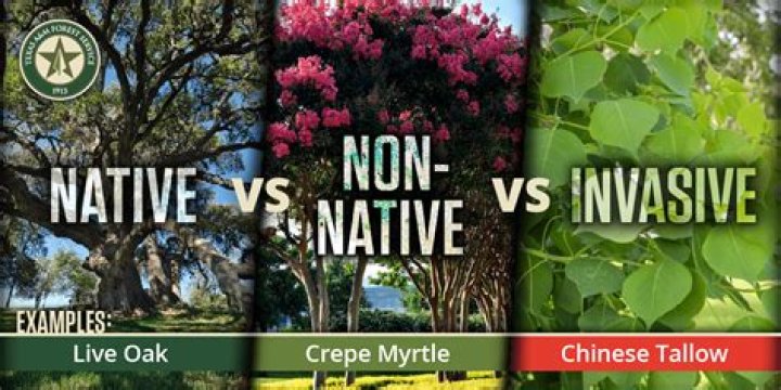 What are some examples of non-native species?